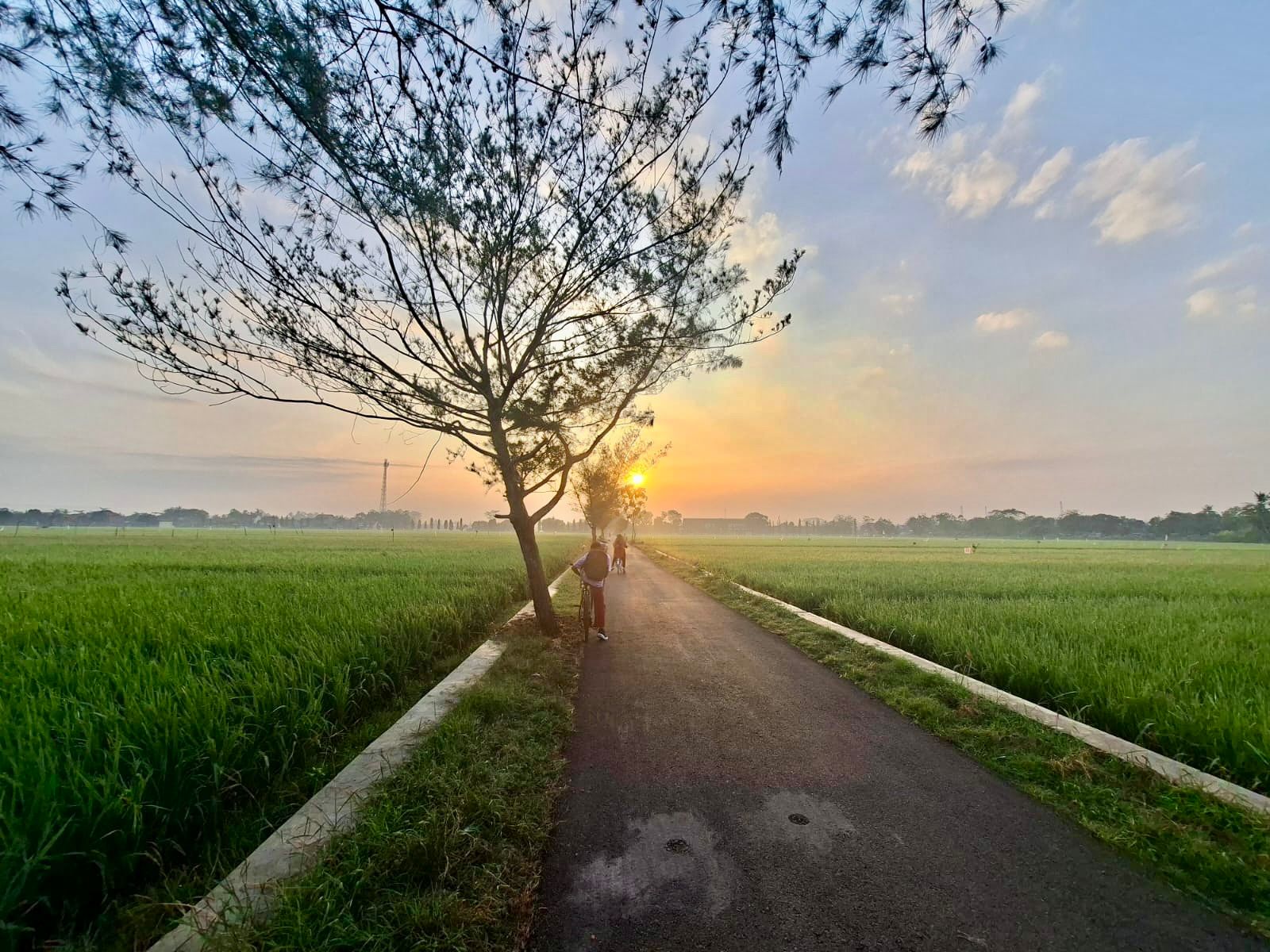Dishanpan Cilacap Dorong Petani Untuk Kurangi Pestisida pada Tanaman Pangan