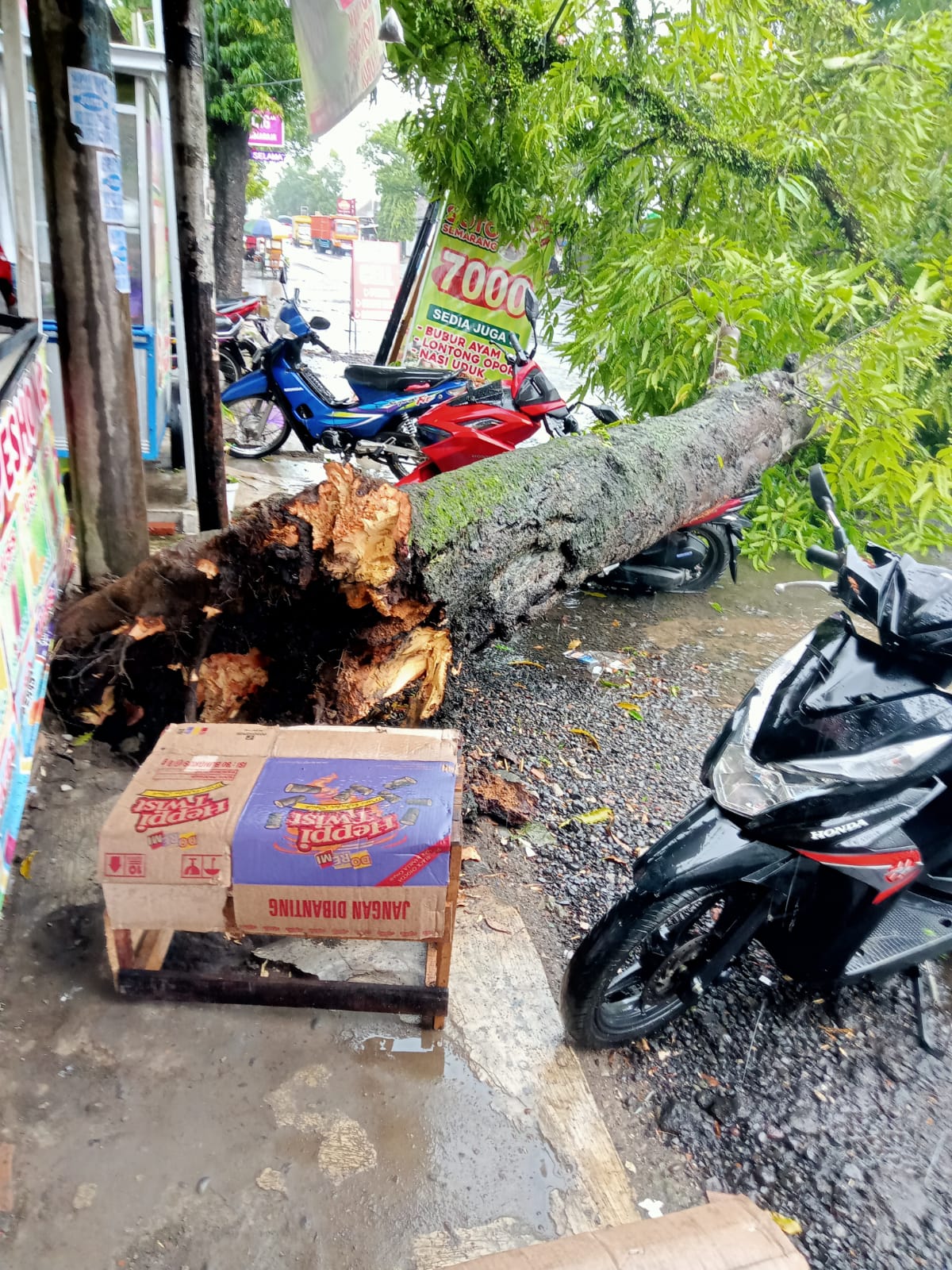Hujan Disertai Angin Kencang, Pohon Teduh Tumbang Timpa Motor di Jalan Banyumas 