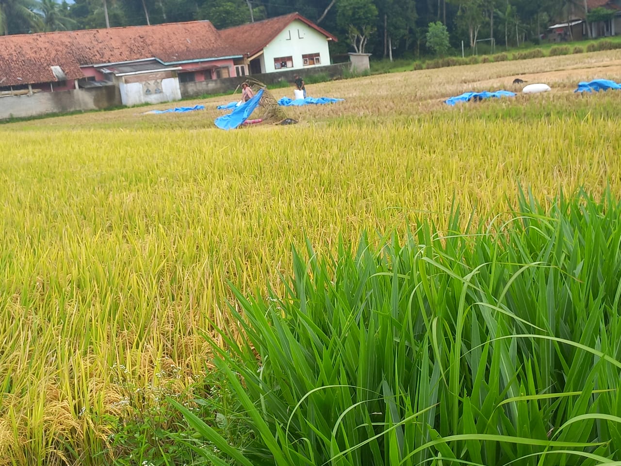 Jelang Ramadan, Harga Gabah Tinggi