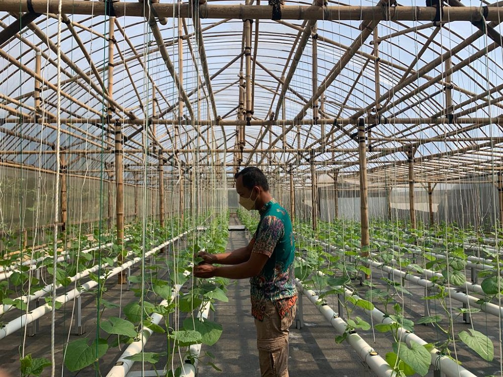 Petani Milenial di Desa Kedawung Kembangkan Melon Hidroponik