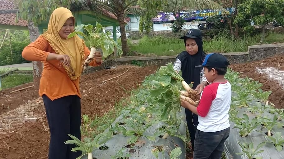 Hasil Budi Daya Lobak Desa Karangrau Diserbu Pembeli