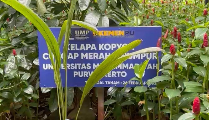 Produk Inovasi UMP Kelapa Kopyor Ditanam di Kementerian PU RI