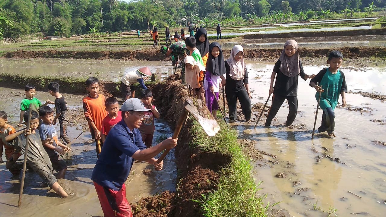 Persemaian Diserang Tikus, Petani Resah