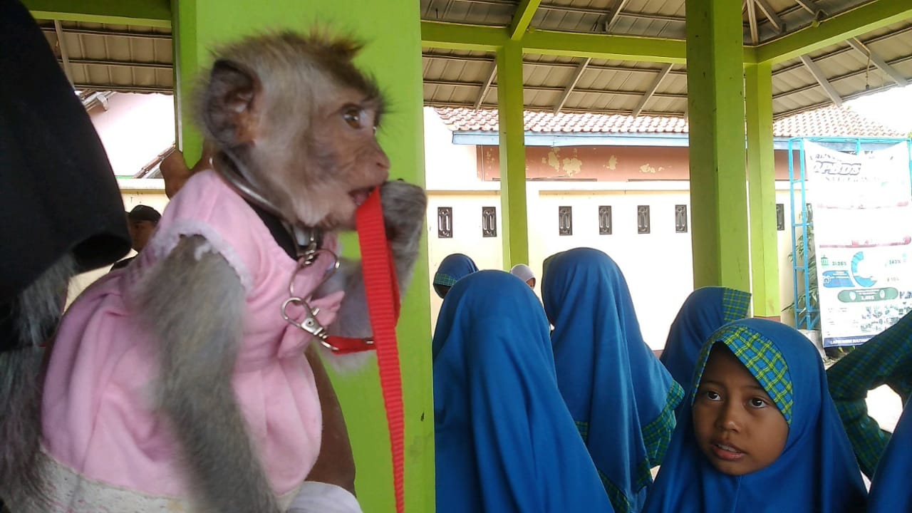 Vaksinasi Rabies, Monyet Berbaju Pink Curi Perhatian