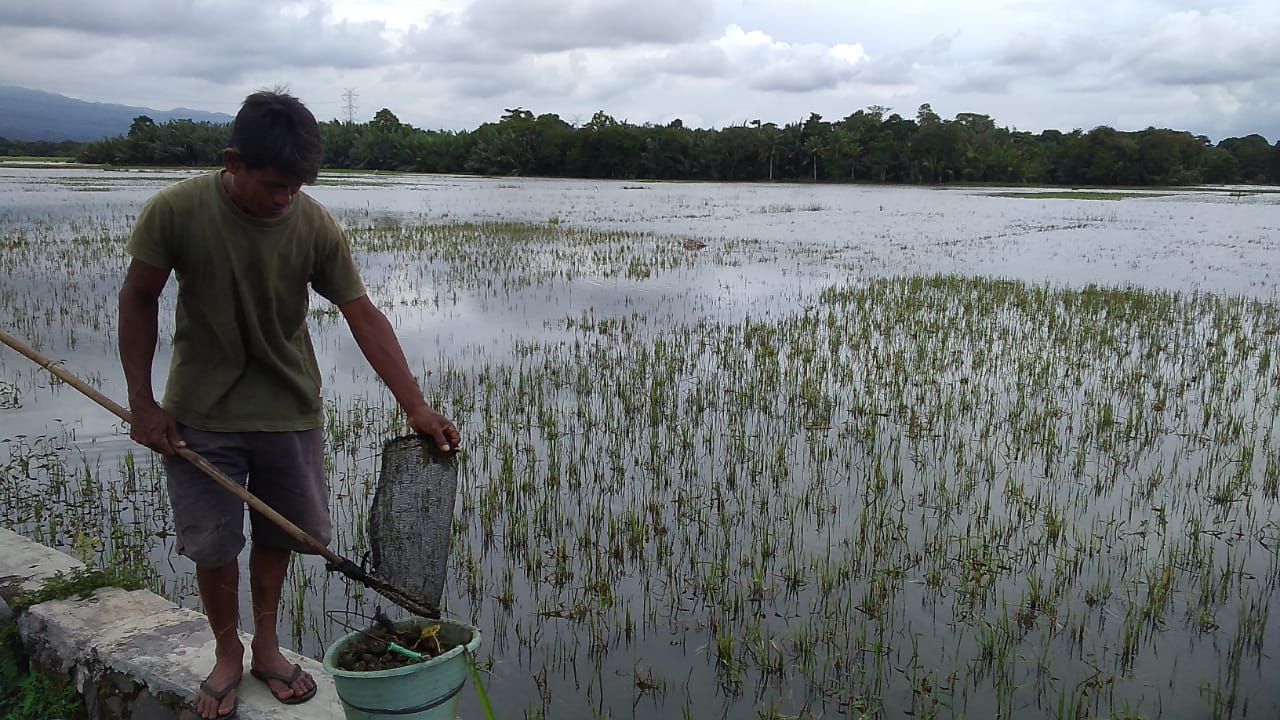 Delapan Hektare Persemaian di Banyumas Timur Tergenang Banjir