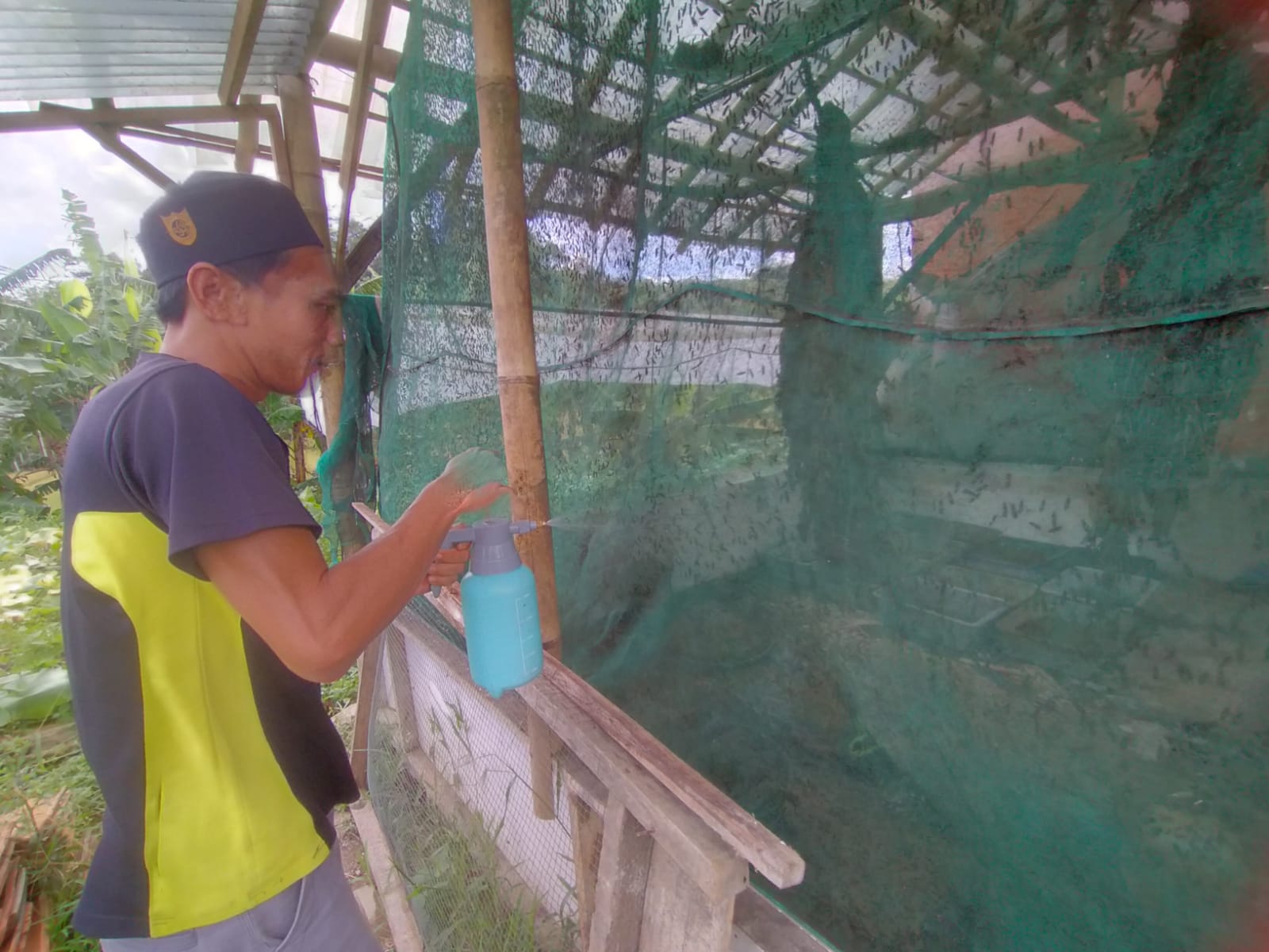 Produksi Maggot Desa Pancasan Diujicobakan Untuk Pangan Usaha Ternak Puyuh