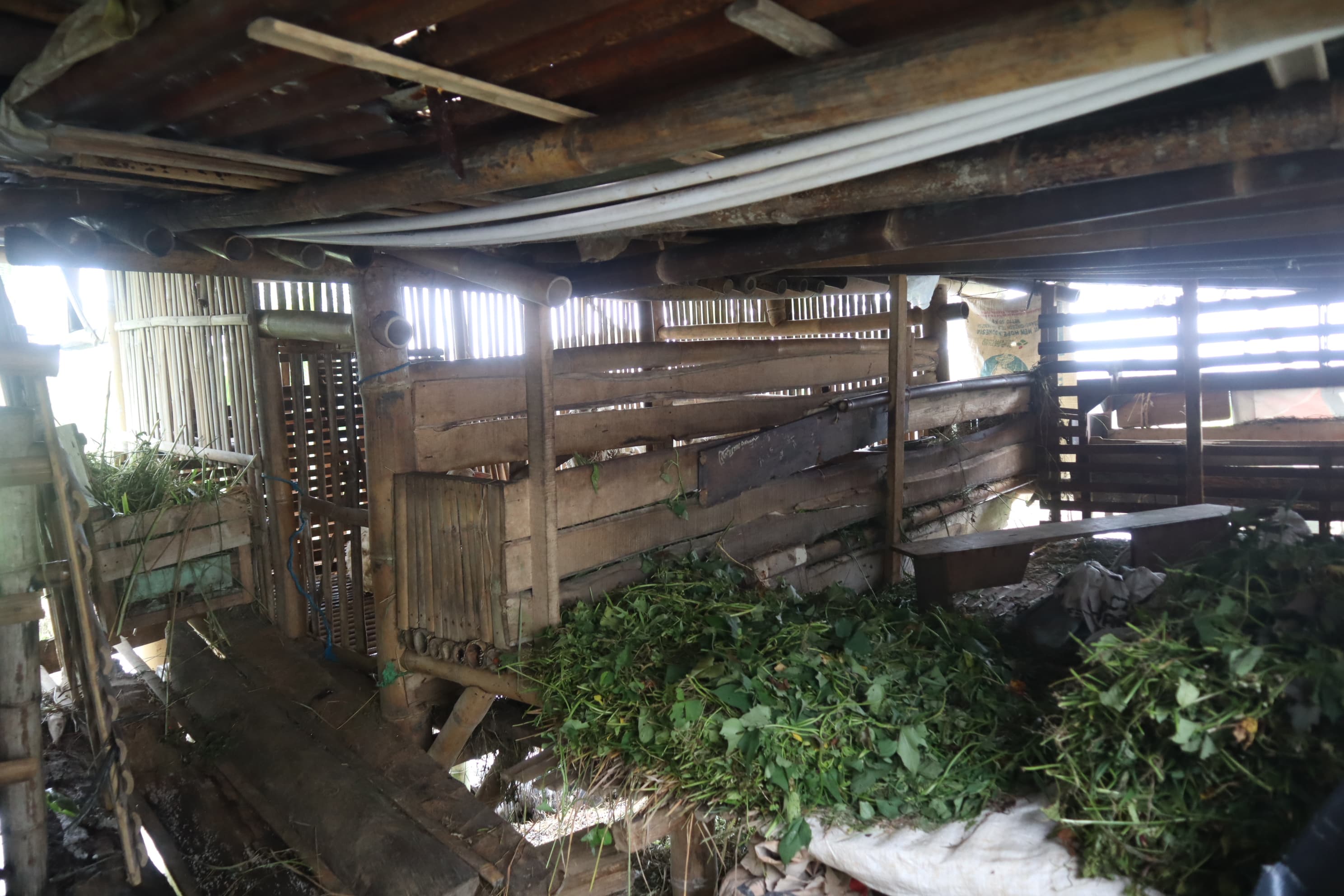 Dalam Sepekan Lima Kambing Milik Warga Kemutug Kidul Raib