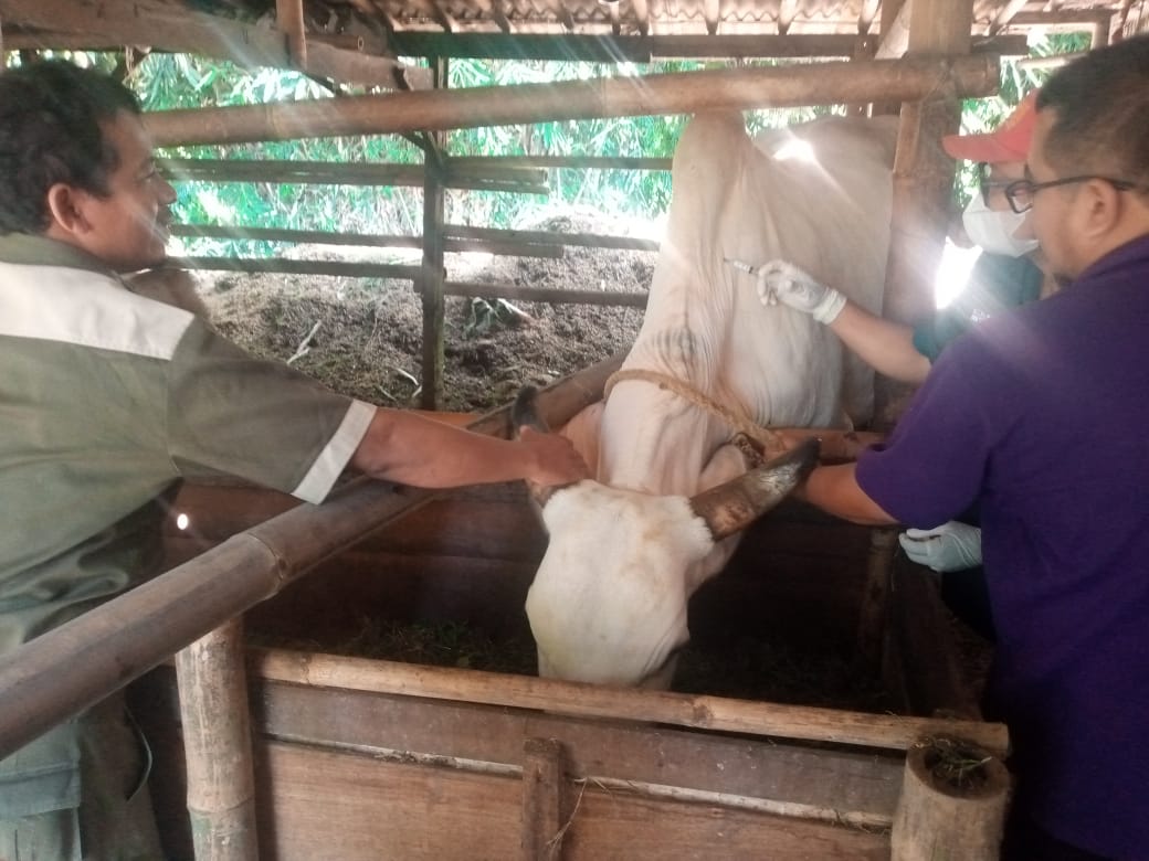 Dipengaruhi Kondisi Ekonomi, Dinpertan Purbalingga Tegaskan Prediksi Sapi Kurban Fluktuatif