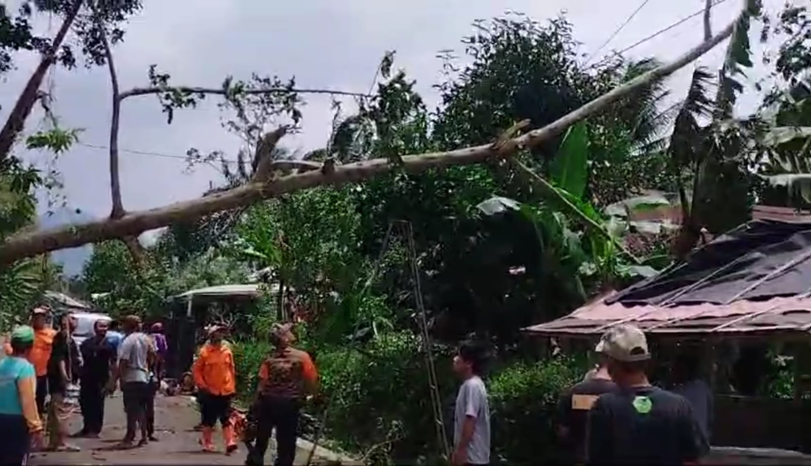 Angin Kencang Melanda Sejumlah Wilayah di Purbalingga, Pohon Tumbang dan Rumah Rusak