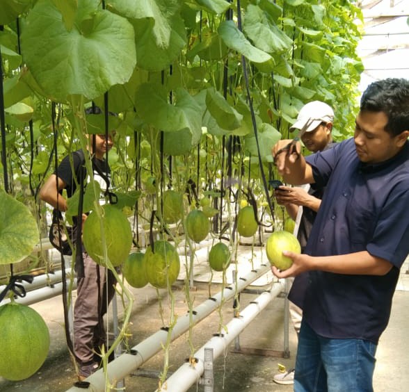 Cuaca Ekstrem Mengganggu Budidaya Melon Hidroponik 