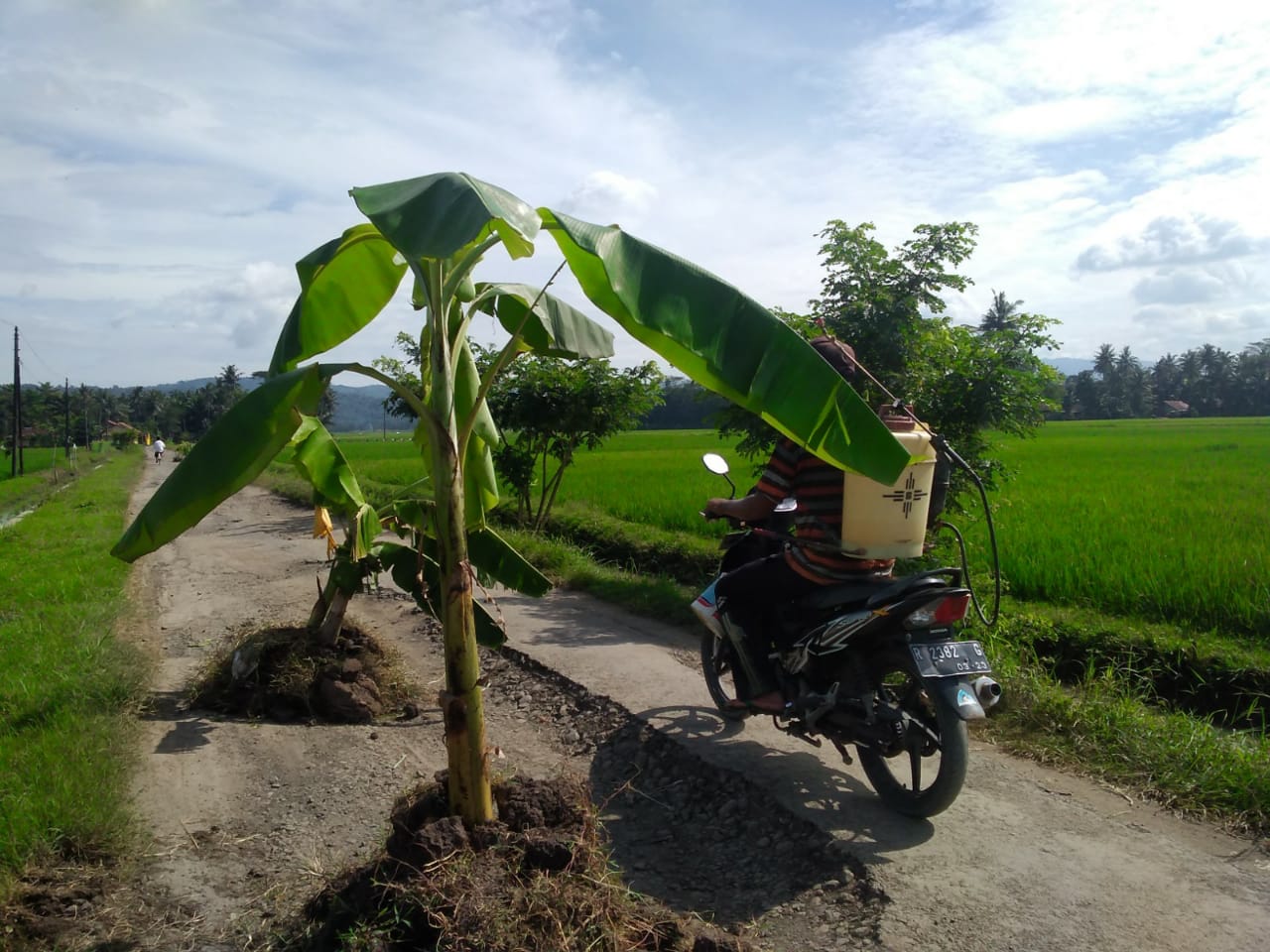 Ruas Sirau-Nusamangir Ditanami Pohon, Begini Tanggapan DPU