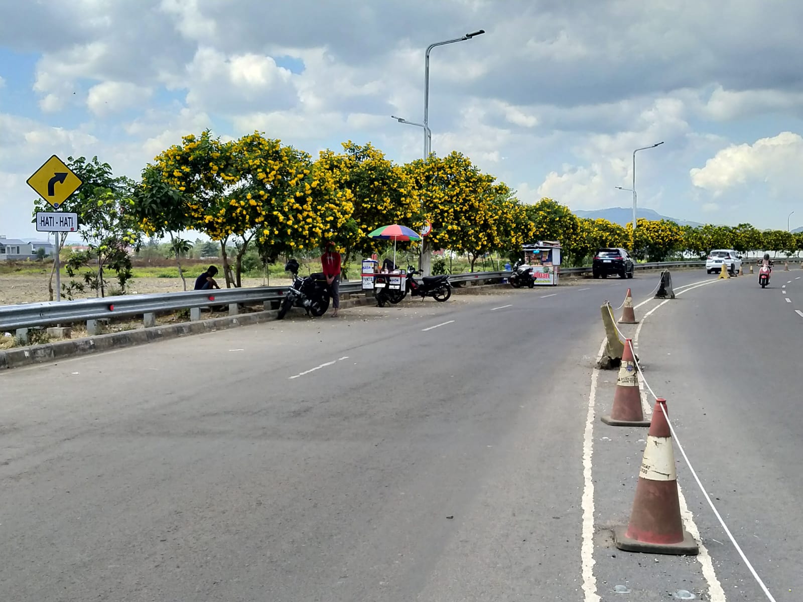 Puluhan Pohon Tecoma Stans di Jalan Bung Karno Mulai Berbunga