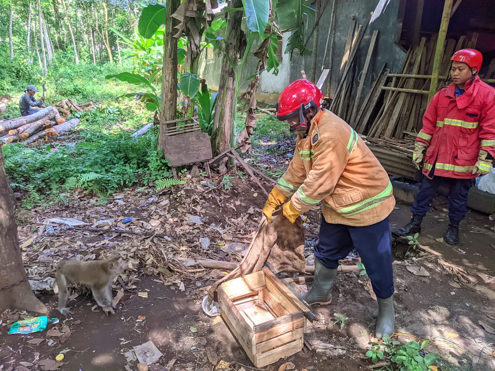 Membahayakan, Seekor Monyet Peliharaan di Nusawungu  Dievakuasi Petugas Damkar