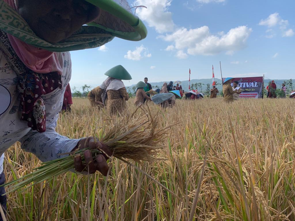 Lestarikan Tradisi, Warga Mujur Lor Panen Padi Gunakan Ani-Ani 