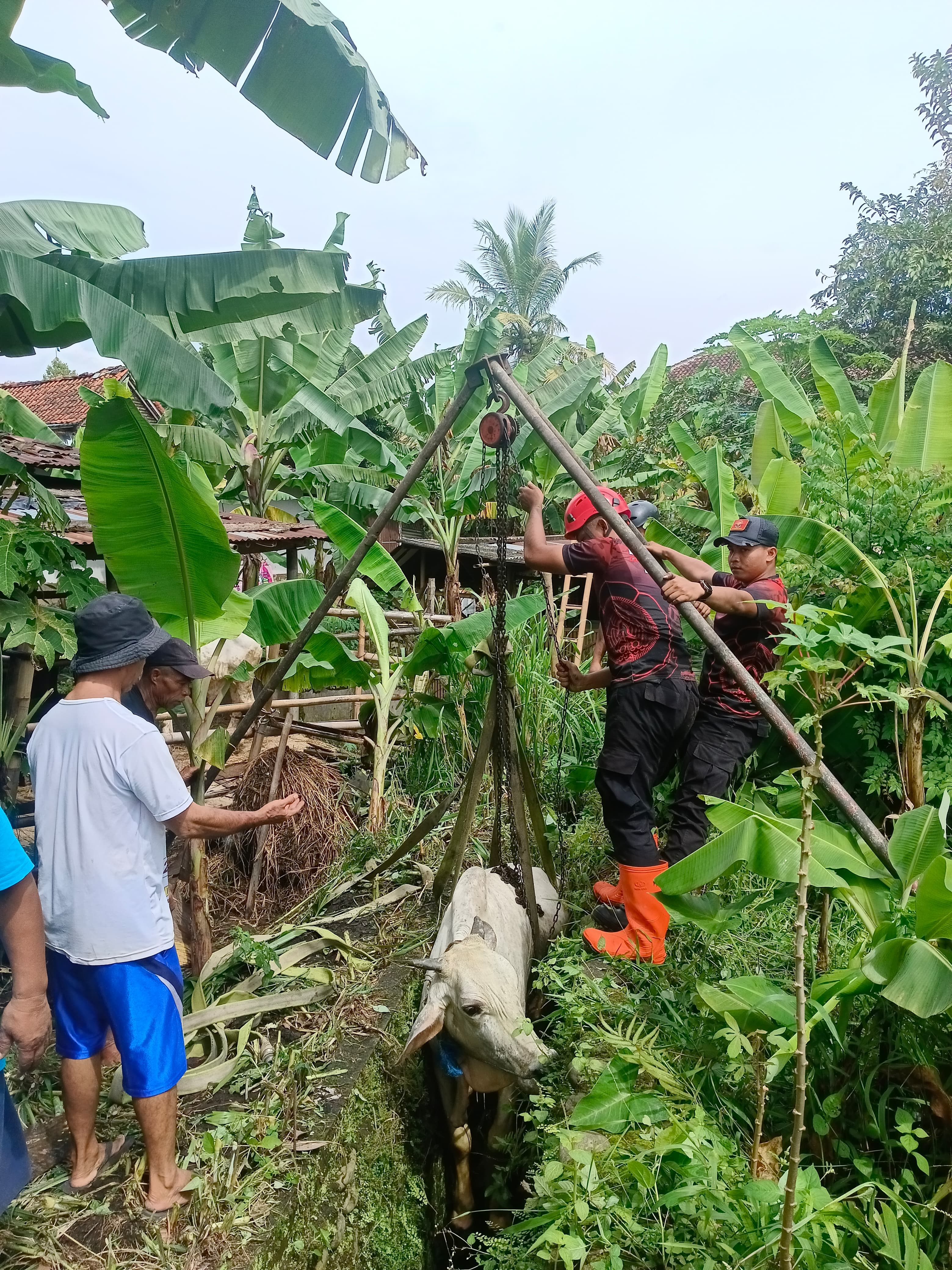 Sapi Milik Warga Sokawera Terperosok Selokan Sedalam 3 Meter, Sempat Dikira Hilang