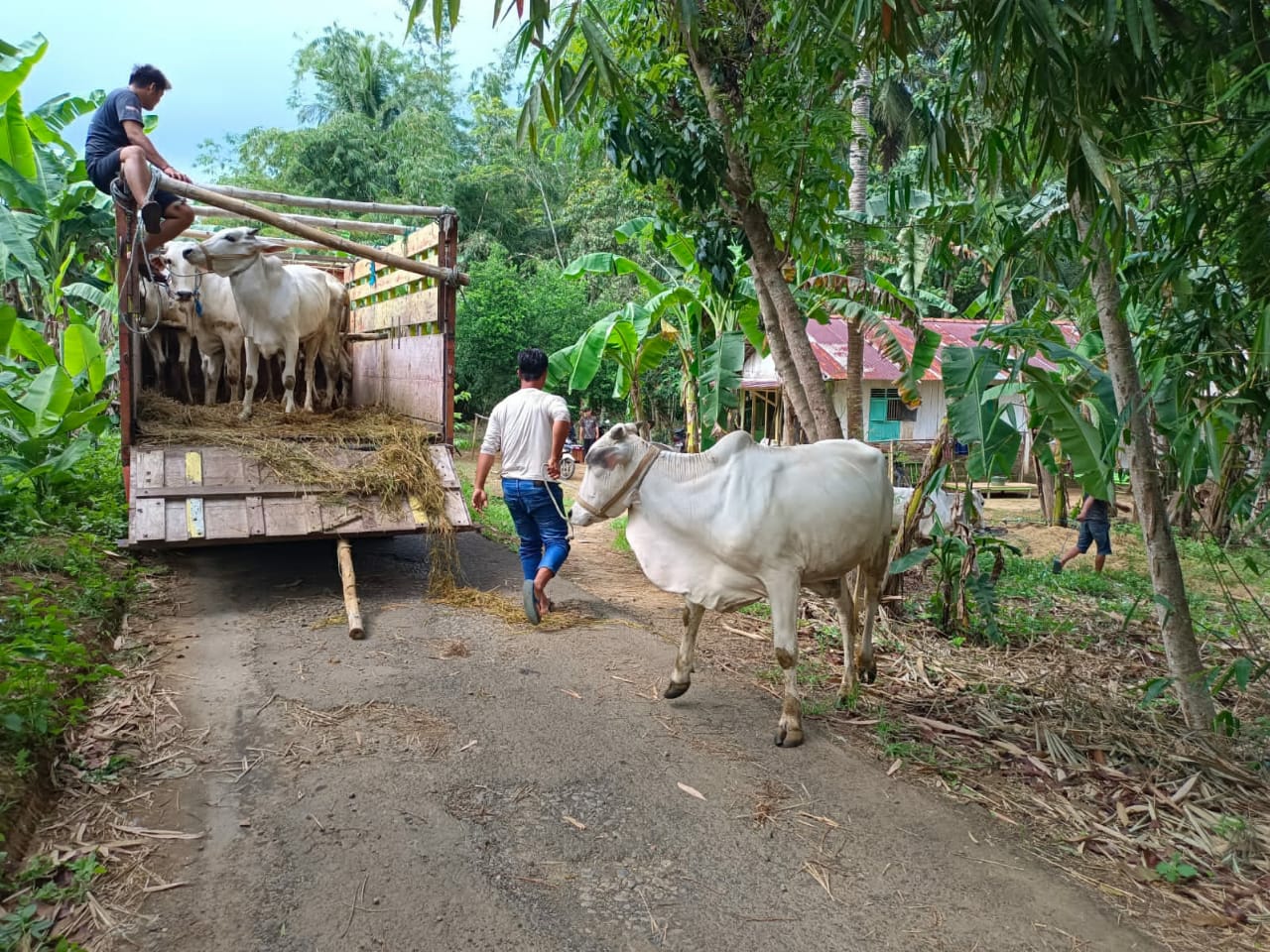 Antisipasi PMK, Pemeliharaan 20 Sapi Betina Gandeng Dinas