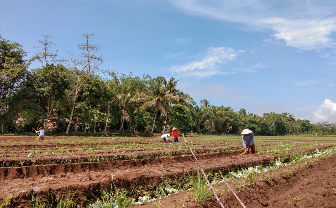 Upaya Pengendalian Inflasi, Pemkab Cilacap Maksimalkan Pertanian Bawang ...