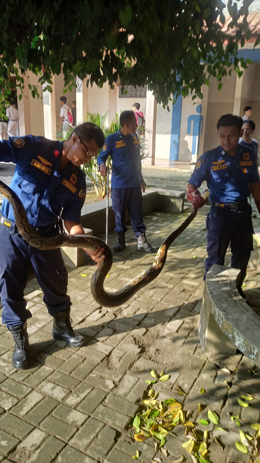 Ular Sanca Sepanjang 3 Meter Dievakuasi Damkar dari Toilet Sekolah 