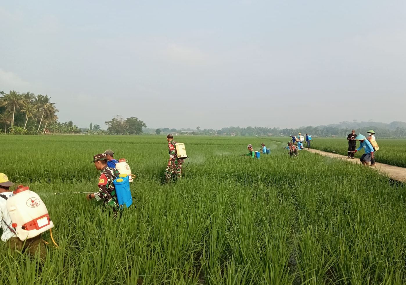 Cegah Hama, Warga Desa Bagung Semprot Massal