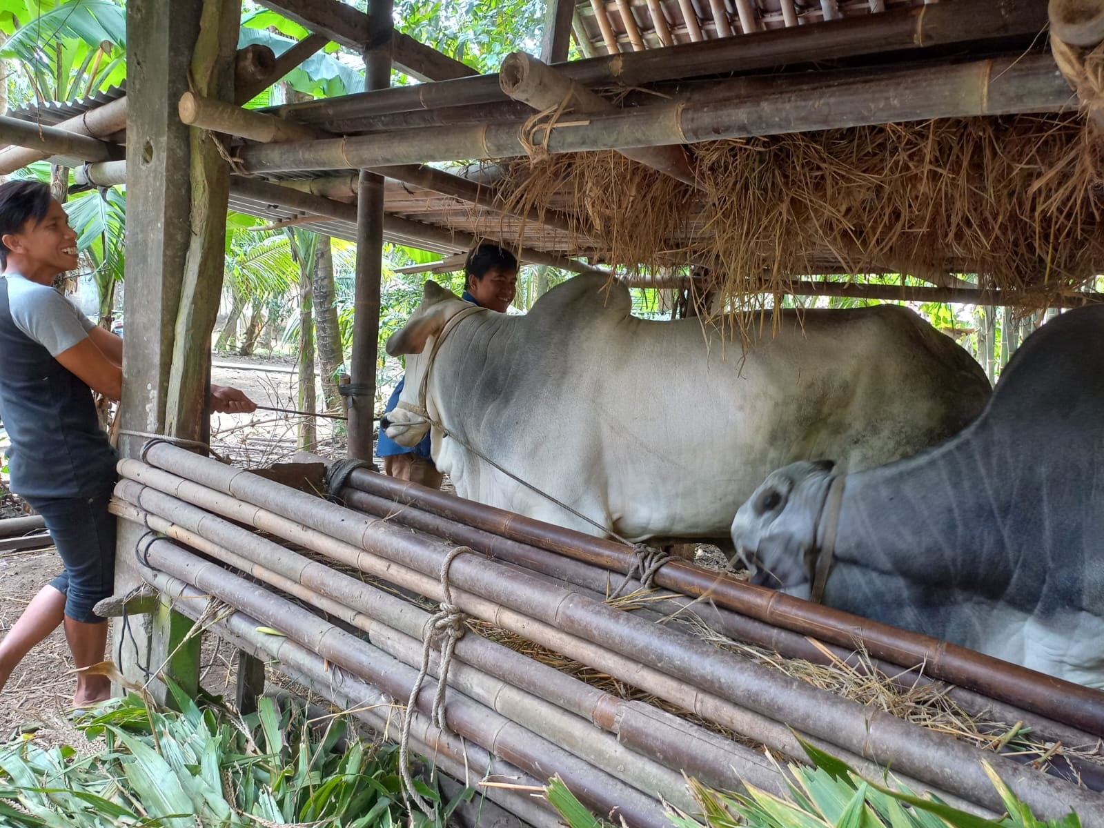 Sebulan Jelang Idul Adha Harga Sapi Kurban Merangkak Naik 