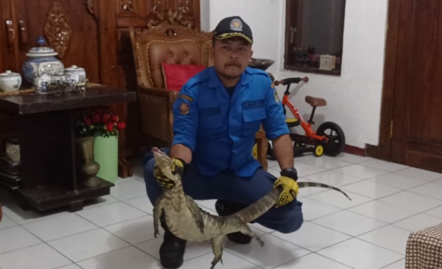 Panik! Biawak Satroni Rumah Warga di Perumahan Teluk Purwokerto Selatan 