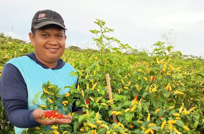 Cuaca Ekstrem, Panen Petani Cabai Kebumen Merosot
