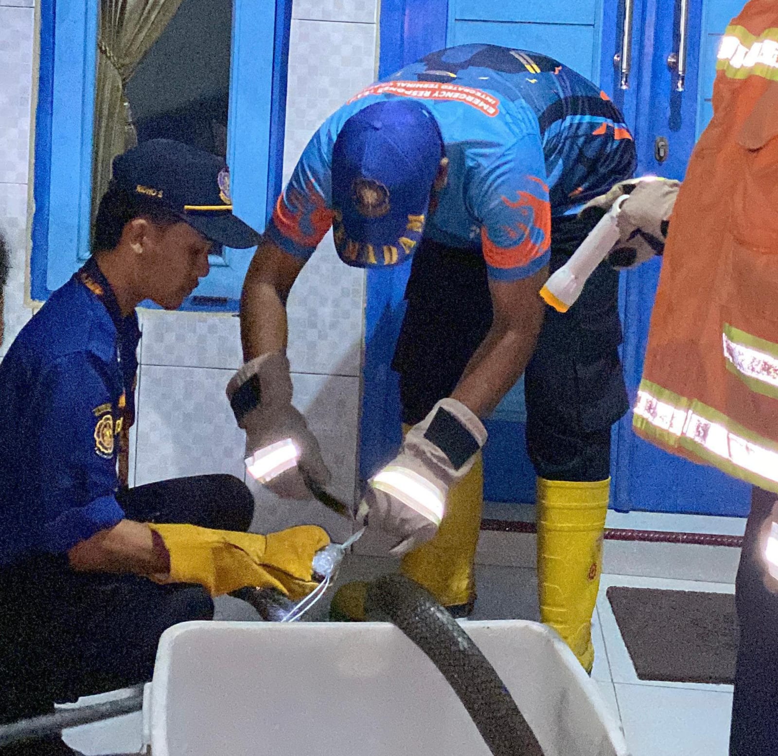 Ular Kobra 4 Meter Hebohkan Warga Sidanegara, Dievakuasi Petugas Damkar Cilacap