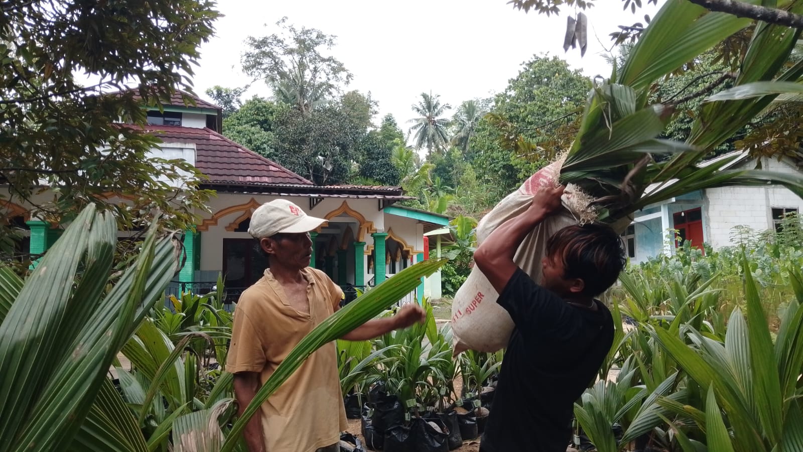 Bibit Kelapa Genjah Dibagikan, Tekan Risiko Penderes di Sumpiuh Banyumas