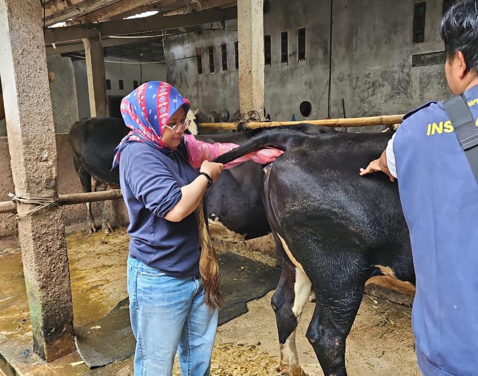 Jelang Idul Adha, Pemkab Purbalingga Sudah Laksanakan Vaksinasi Ternak 6.500 Dosis