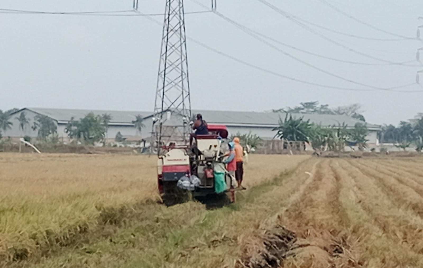 Panen Padi Mulai Berlangsung, Cilacap Diprediksi Panen Raya September