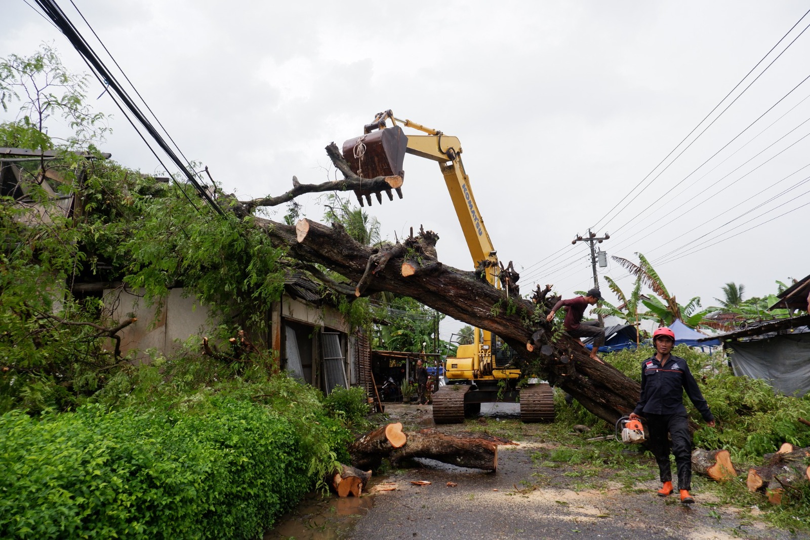 Pohon Tumbang Timpa Rumah Warga Klirong, Evakuasi Libatkan Alat Berat 