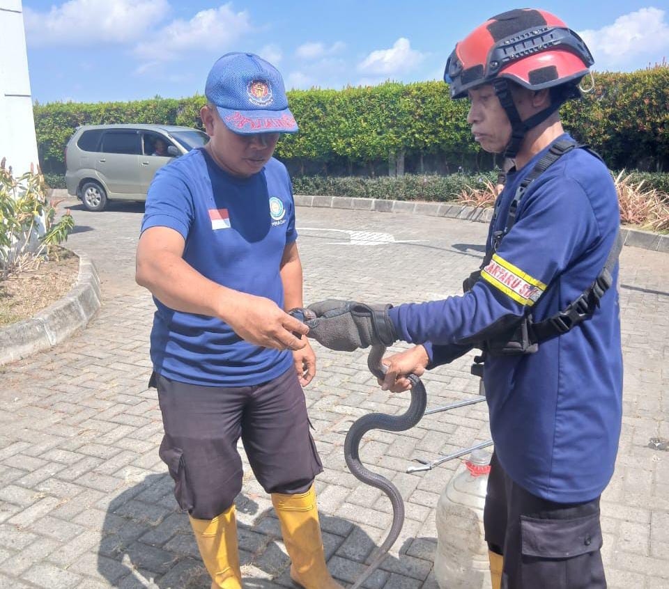 King Cobra Terjebak di Perangkap Tikus di Area RSU Priscilla Cilacap
