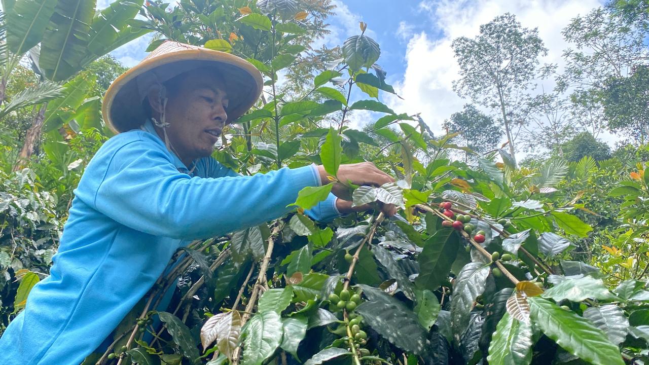 Warga Dawuhan Ubah Lereng Longsor Jadi Lahan Kopi Produktif