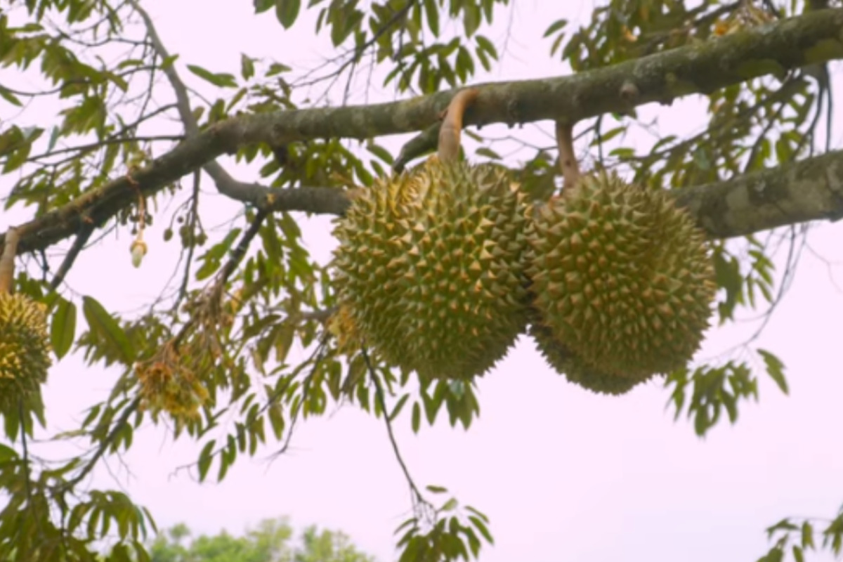 Durian Warso Farm Bogor Wisata Makan Durian Langsung Dari Kebunnya