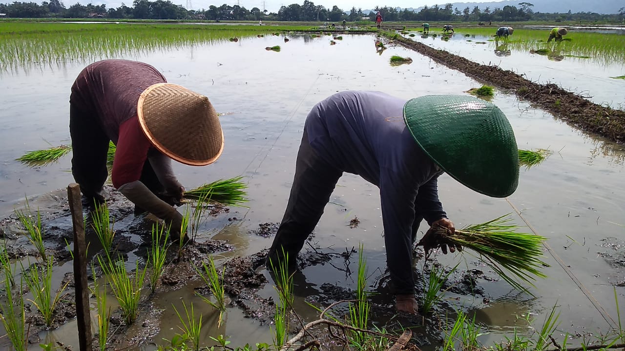 Januari, 203 Hektare Sawah di Banyumas Ditarget Tutup Tanam