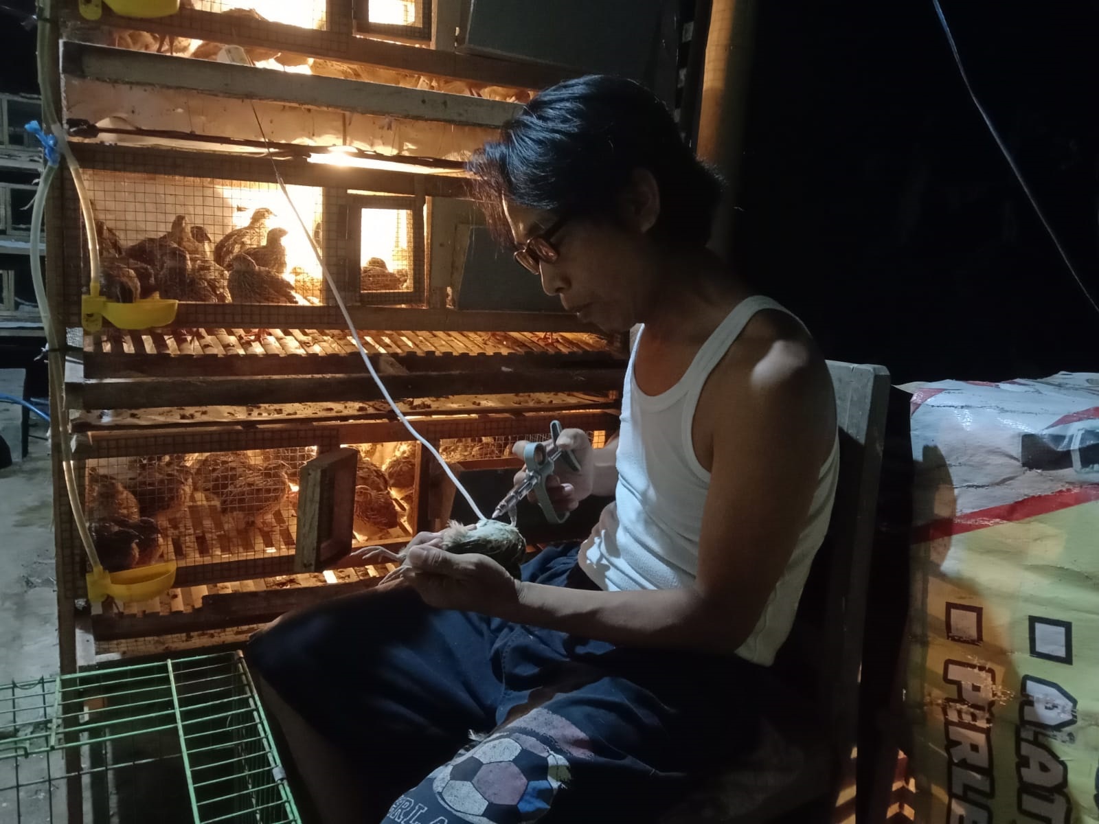 Cuaca Ekstrem, Momok Bagi Peternak Puyuh