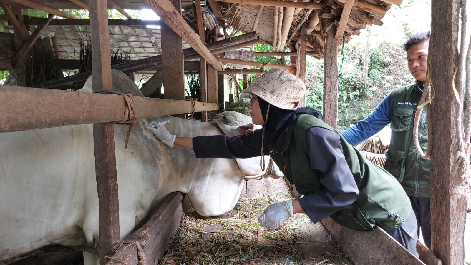 Cegah PMK, Distapang Kebumen Gencarkan Vaksinasi