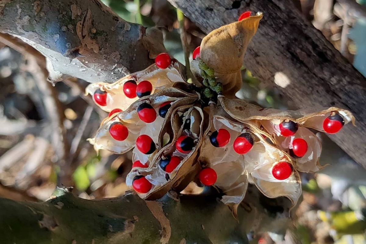 Waspadalah! Ini 6 Buah Paling Beracun di Dunia yang Harus Dihindari Manusia