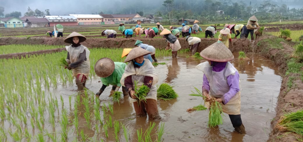 Dikejar Target, Banjarnegara Pacu Tanam Padi 4.000 Hektare di Tengah Keterbatasan Lahan