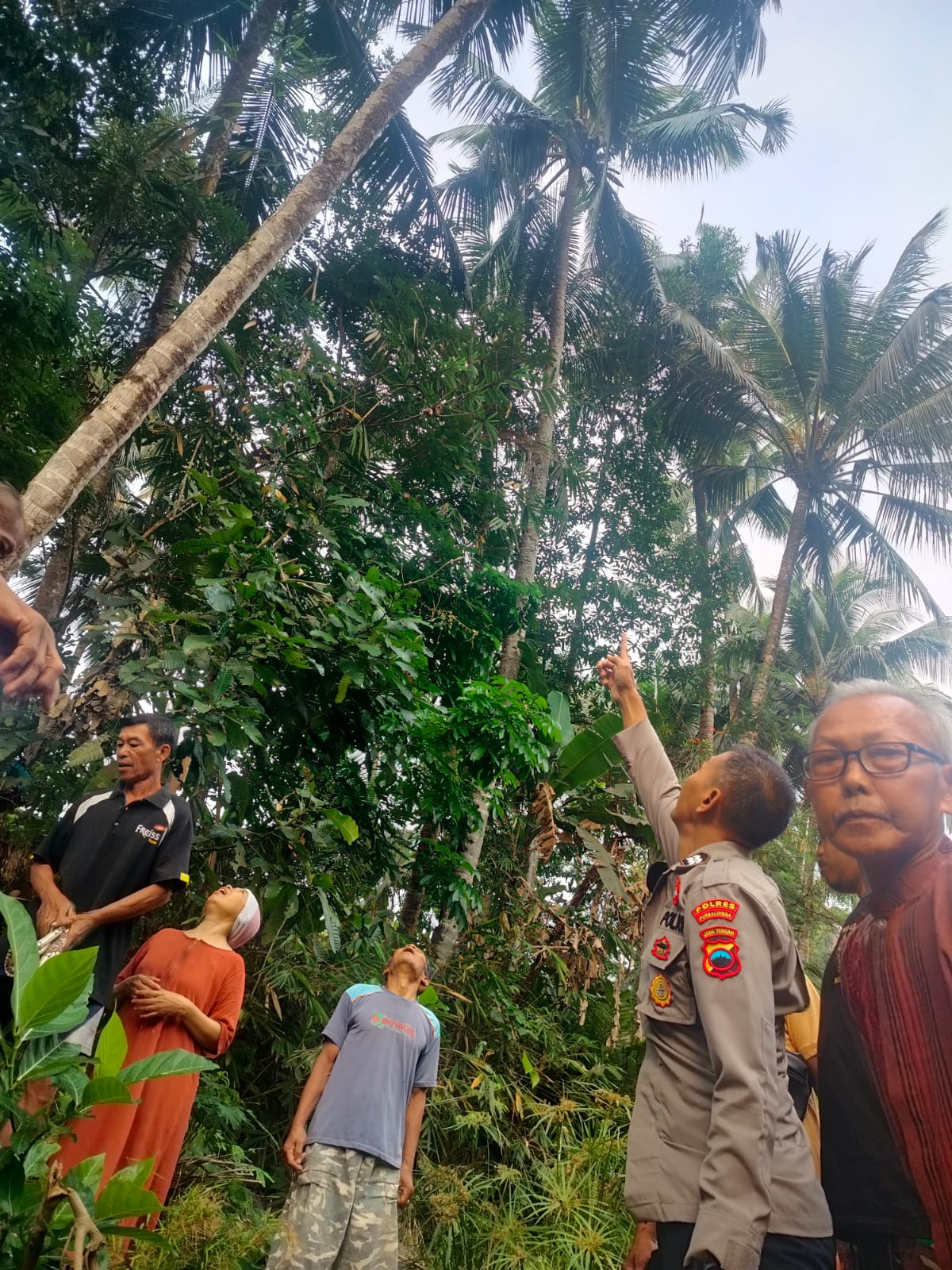 Penderes Nira di Bobotsari Purbalingga Ditemukan Meninggal di Bawah Pohon Kelapa