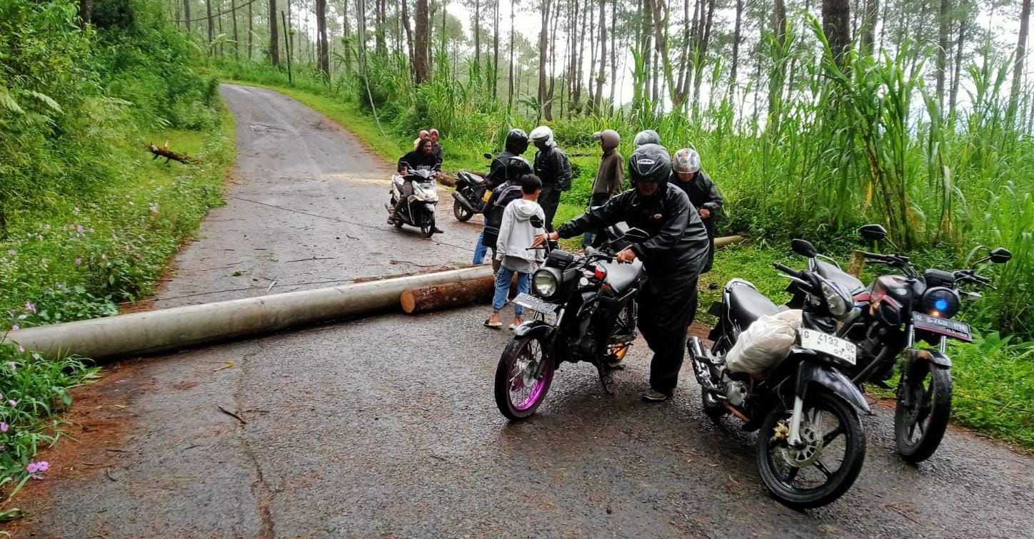 Angin Kencang di Banjarnegara Tumbangkan Pohon, Jalur Kalibombong-Kalibening Sempat Ditutup