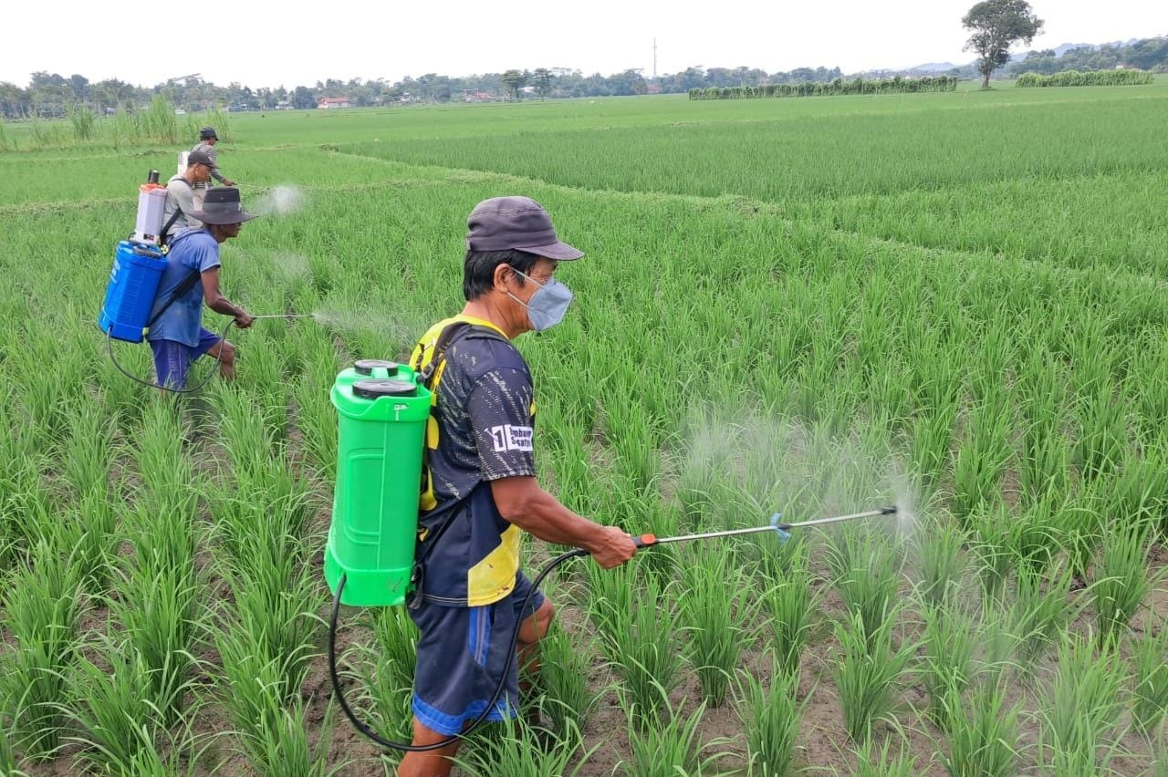 Distapang Kebumen Minta Petani Tanam Padi Serentak