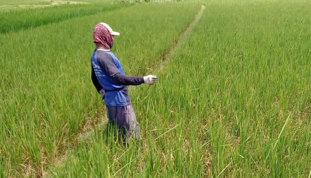 Serangan Tikus Mengganas, Petani Kalibening Terancam Gagal Panen