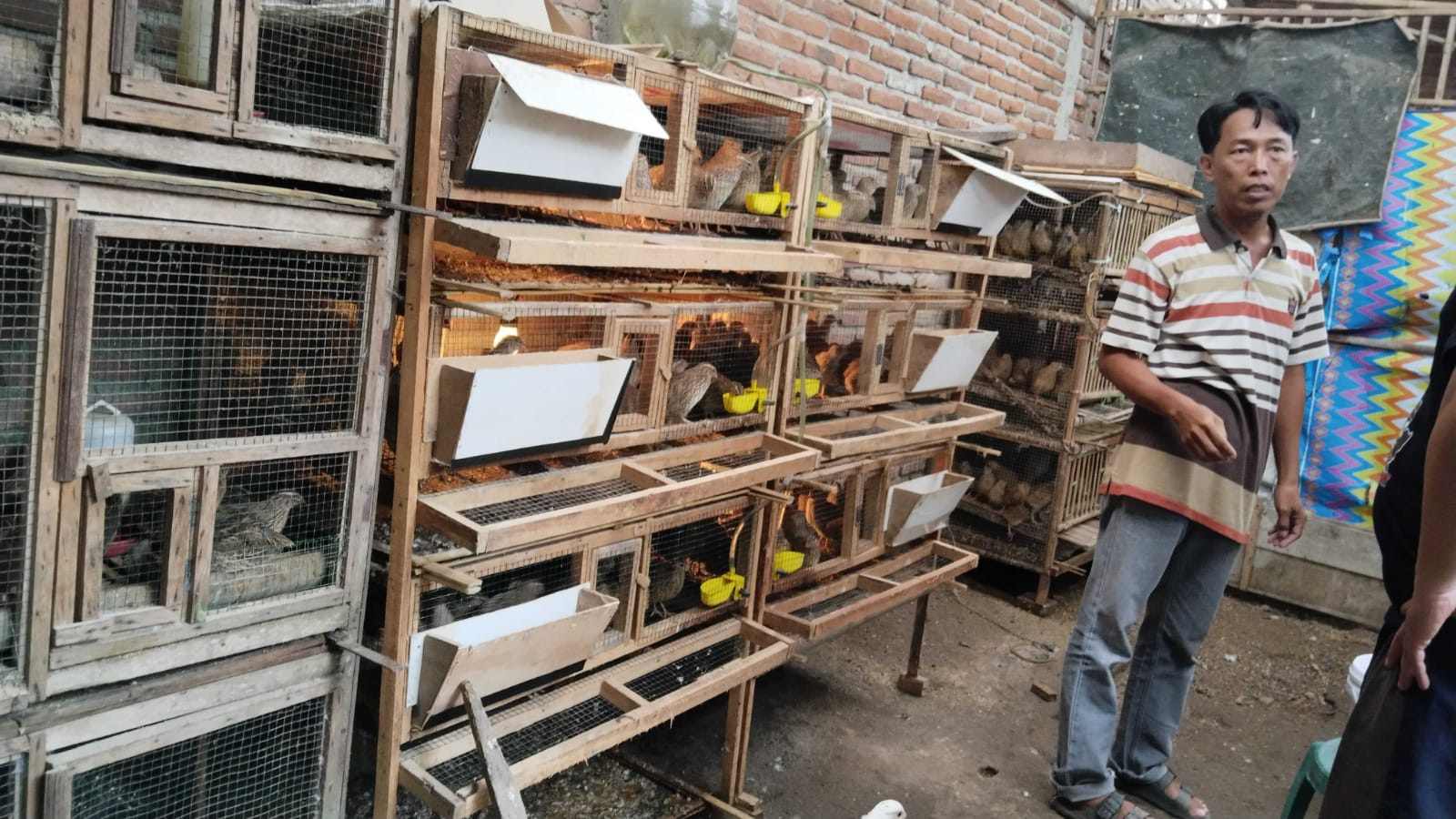 Potensi Pedaging Jantan, Solusi Penetasan Puyuh