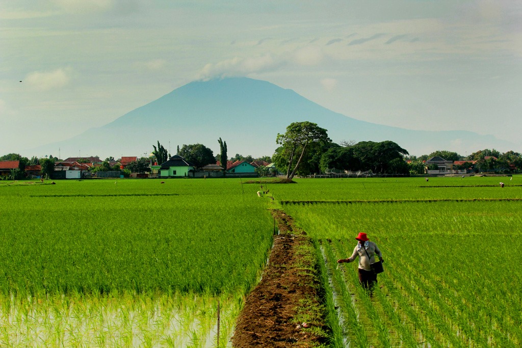 Pemerintah Buka Pendaftaran Penerima Pupuk Subsidi Tahun 2025, Ini Tanggal dan Syaratnya