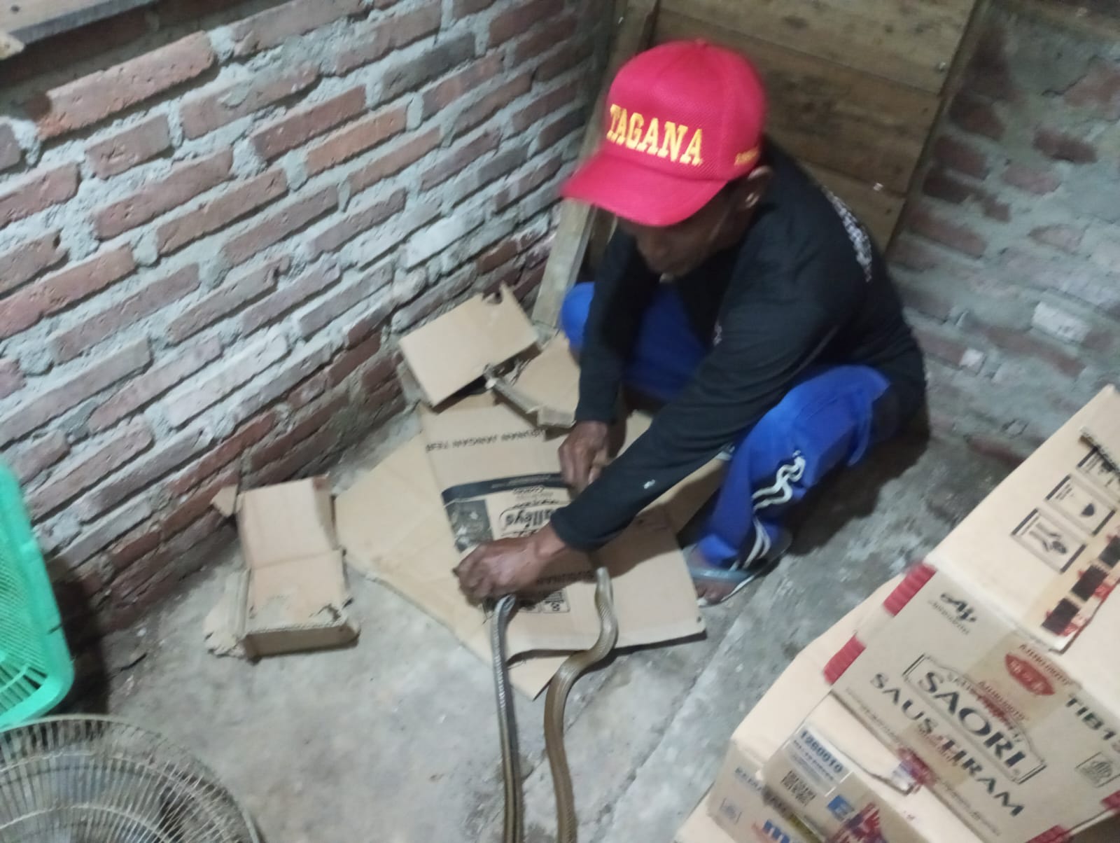 Ular Uwi Resahkan Pedagang di Jalan Stasiun Sumpiuh