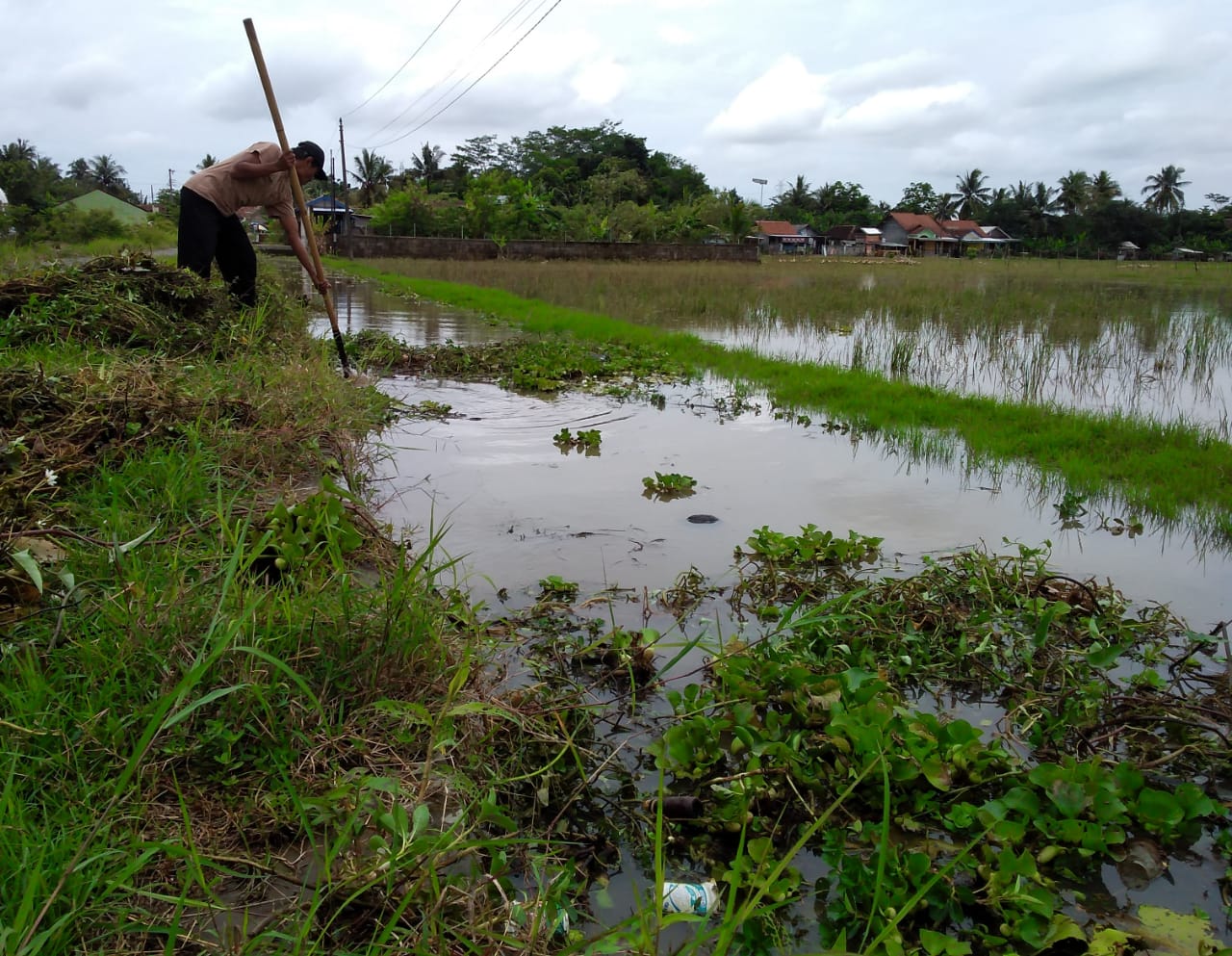  Baru Surut Tergenang Lagi, Petani di Sirau Urung Garap Sawah