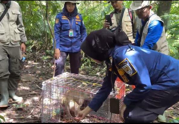 Tiga Monyet Hasil Evakuasi Damkar Cilacap Dilepasliarkan ke Pulau Nusakambangan