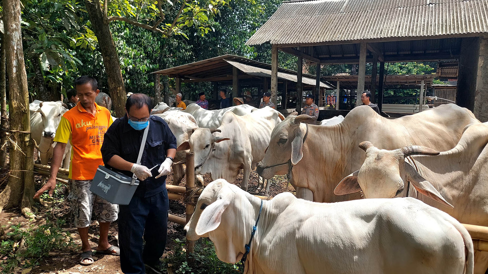 Distapang Kebumen Targetkan 850 Vaksin PMK dan LSD di Bulan Januari 2025