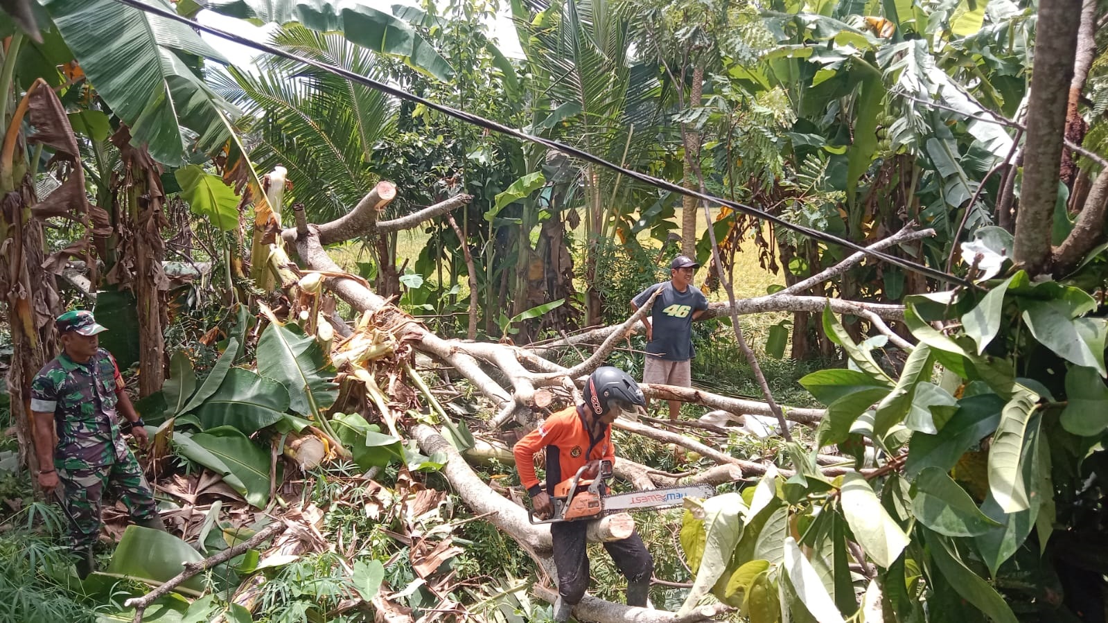 Pohon Tumbang Timpa Kandang Sapi DI Desa Kalipurwo Kebumen